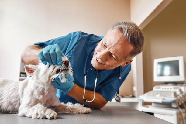 Best Emergency Treatment for Dental Infections or Abscesses in Vley Grande, AL